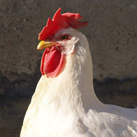 La gallina Bianca