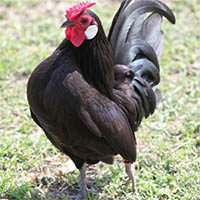 La Bantam nera