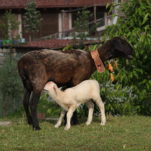 L'Agnello Sambucano