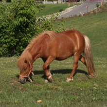 Il Pony